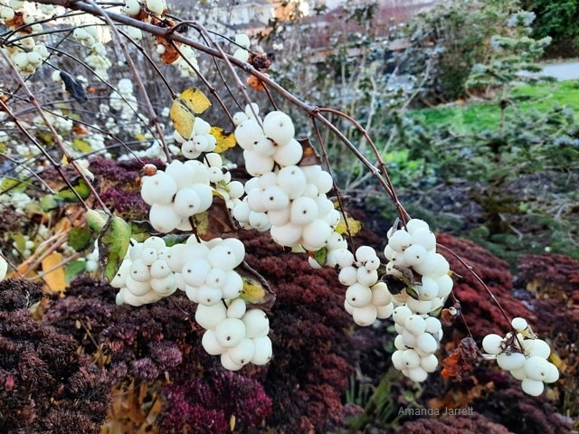 Snowberry,Symphoricarpos albus,winter plants,white berries