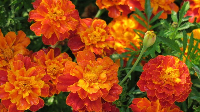 marigolds deter animals and insects