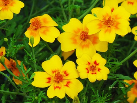 marigolds,tagetes,sowing seeds,April gardens,spring gardening,April plants,April flowers,April garden chores,landscaping,horticulturist,The Garden Website.com,the garden website,Amanda’s Garden Consulting,Amanda Jarrett
