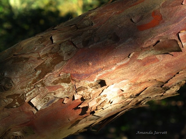 yew wood uses 