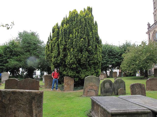 English yew cemetery