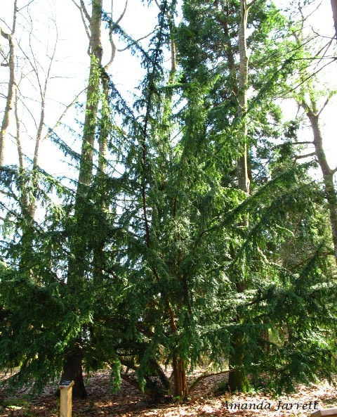 Pacific yew,north American native plant