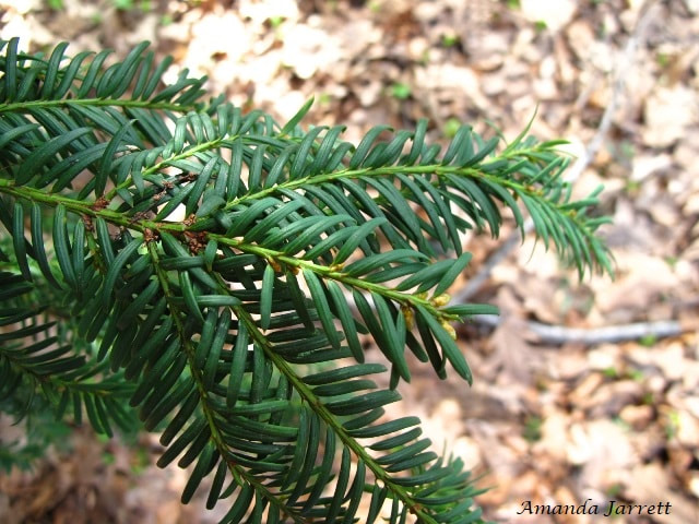 Pacific yew,Taxus brevifolia 