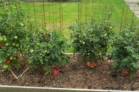 how to grow tomatoes,tomato growing,organic vegetable gardening tips and techniques,spacing tomato plants