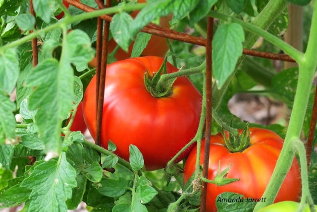 how to grow tomatoes,summer tomato care