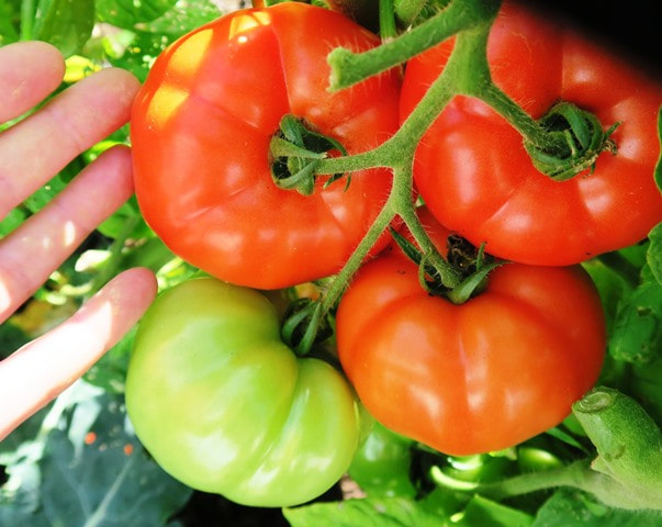 how to grow tomatoes from seed