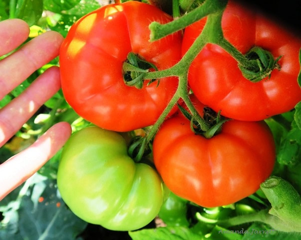 growing tomatoes,how to grow tomatoes