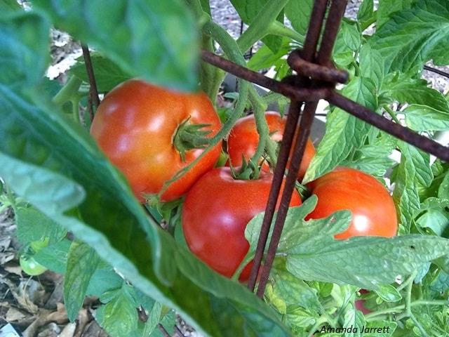 growing tomatoes,speed up tomato ripening