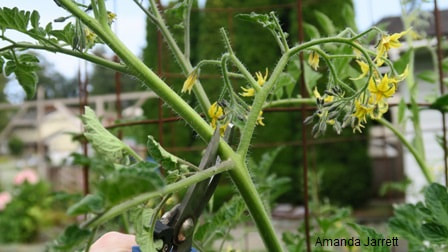 how to grow tomatoes,growing tomatoes,pruning tomatoes,The Garden Website.com,Amanda Jarrett,Amanda's Garden Consulting,the garden website
