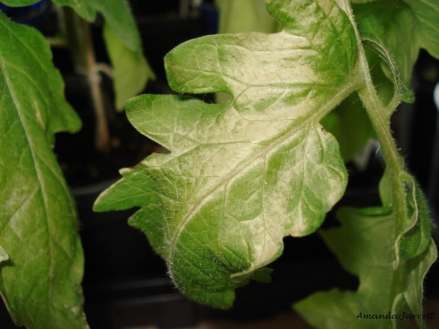 silver leaf on tomatoes seedlings