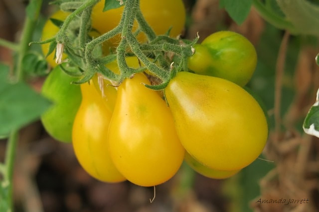 growing tomatoes,yellow pear tomatoes