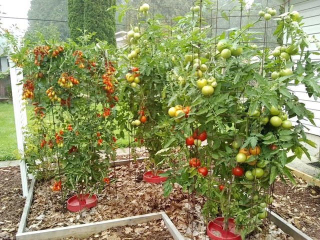 growing tomatoes,organic vegetable gardening,how to grow tomatoes