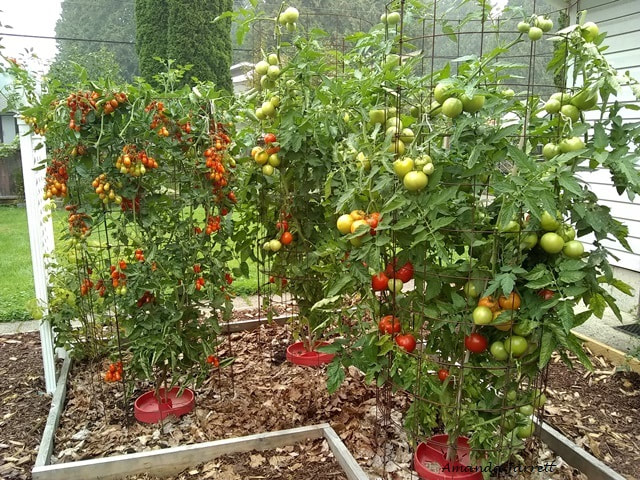 how to grow tomatoes,growing tomatoes