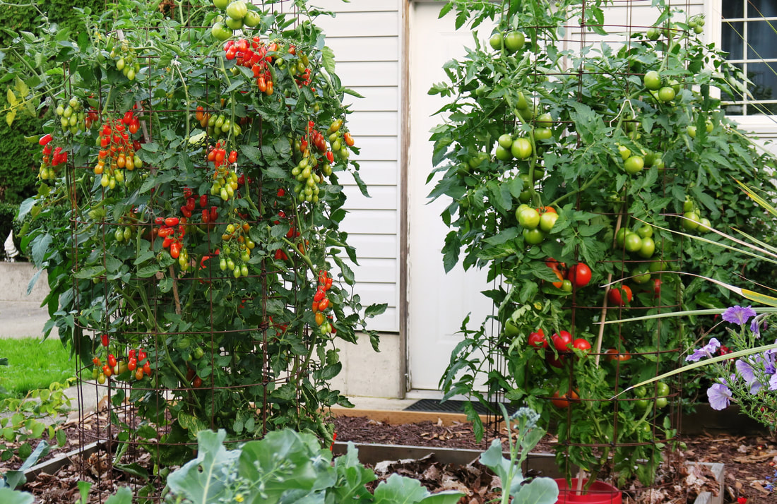 Pozzano tomato,Early Girl tomato,pruning tomatoes,training tomatoes,tomato suckers,how to grow tomatoes,growing tomatoes,taming tomatoes,The Garden Website.com,Amanda Jarrett,Amanda's Garden Consulting,garden website