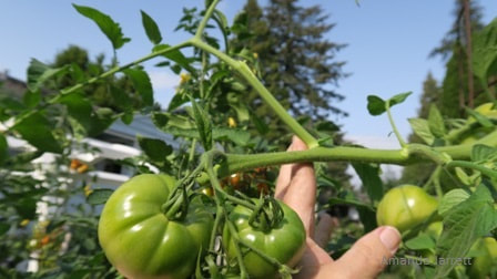 pruning tomatoes,training tomatoes,tomato suckers,how to grow tomatoes,growing tomatoes,taming tomatoes,The Garden Website.com,Amanda Jarrett,Amanda's Garden Consulting,garden website