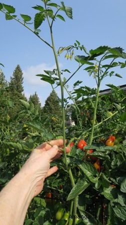 pruning tomatoes,training tomatoes,tomato suckers,how to grow tomatoes,growing tomatoes,taming tomatoes,The Garden Website.com,Amanda Jarrett,Amanda's Garden Consulting,garden website