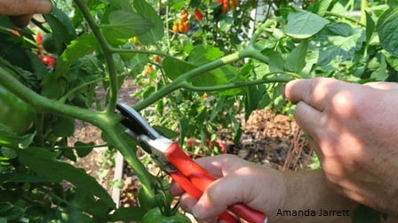growing tomatoes,vegetable gardening,taming tomatoes
