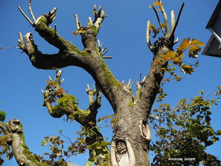 pruning trees,topping trees,bad pruning