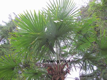 Chinese windmill palm,Trachycarpus fortunei,palm winter protection,thegardenwebsite.com,AmandaJarrett