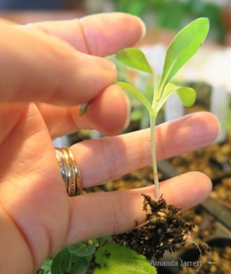 how to transplant seedlings,growing plants from seeds