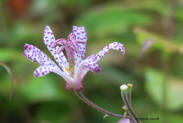 Tricyrtis, toad lily, 