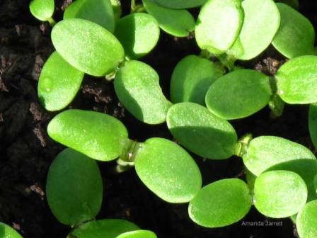 cotyledons,part of a seed,seed leaves,seed germination