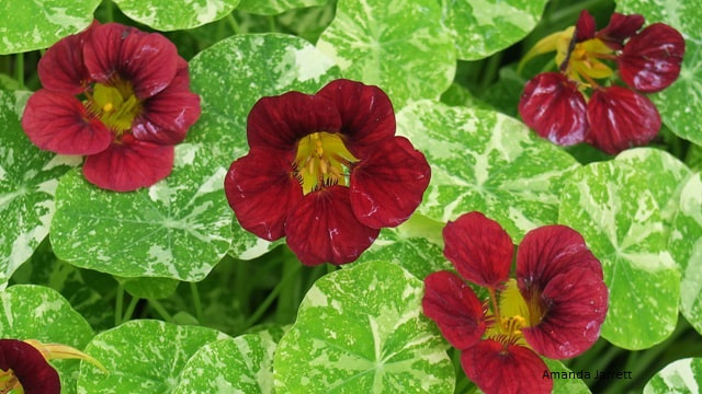 growing plants from seed,direct sowing,grow nasturtiums from seed
