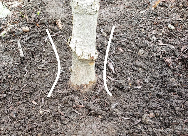trunk flare,root flare,how to plant trees