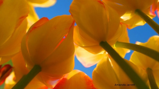 Antoinette tulips,October garden chores,gardening in fall,autumn garden chores