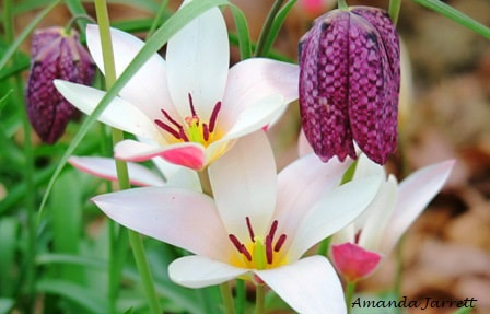Peppermint Stick tulips,checkered lily,Fritillaria meleagris