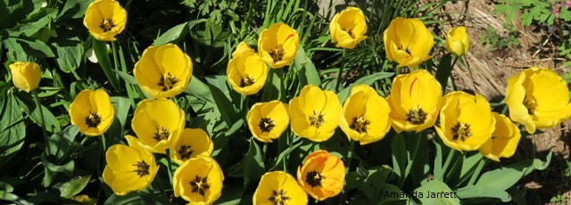 'Golden Parade' Darwin Hybrid tulips,May flowers,early tulips