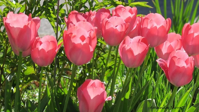 April tulips,Tulipa Van Eijk Darwin Hybrid,