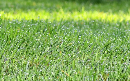 growing grass in the summer,summer lawn care,chinch bugs,crane flies