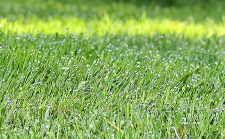 turfgrass, lawns