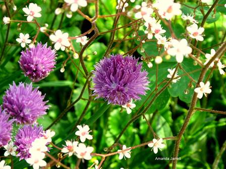 companion planting, chives, saxifrage