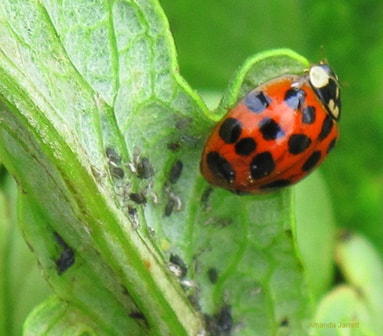 ladybug, lady bug, lady beetle, aphids, beneficial insects, Amanda Jarrett, thegardenwebsite.com