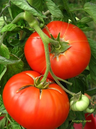 bush beefsteak tomato grown in a container, planter