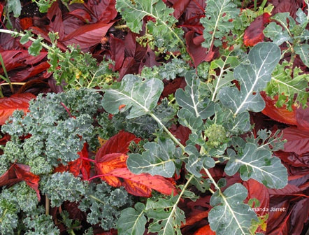 cool crops,winter gardening,kale,broccoli,leaf mulch,thegardenwebsite.com,Amanda Jarrett