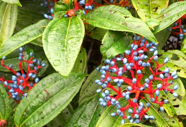 Viburnum davidii,david viburnum,blue berries,fall gardens,fall plant,broadleaf evergreen