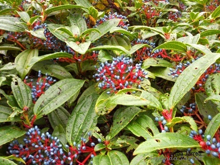 blue berries,winter plants,David viburnum davidii