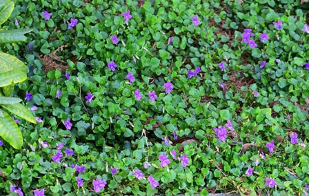 Viola sororia,common blue violet,wildflower,meadow violet,flowering ground cover