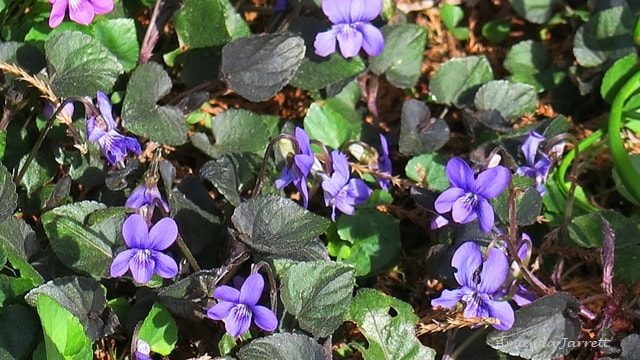 Common violet,Viola papilionacea,native plant,woodland plant,ground cover,spring flowers
