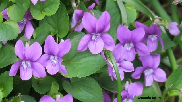 Common violet,Viola papilionacea,native plant,woodland plant,ground cover,spring flowers
