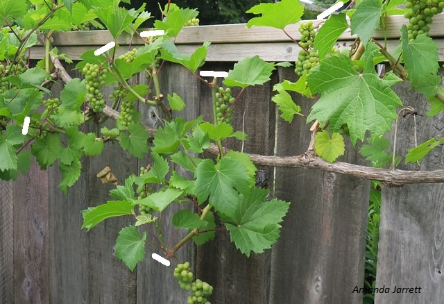pruning grapes,August garden chores
