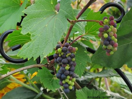 pruning grapes,summer grape pruning,June garden chores,summer gardening
