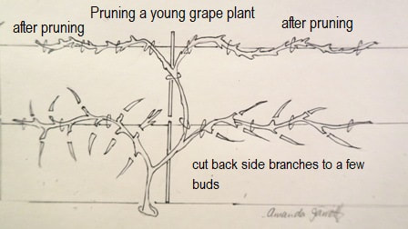 how to prune new grape vines