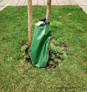 water bags for street trees,watering trees in summer