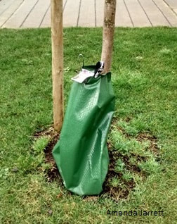 water bags street trees,June garden chores