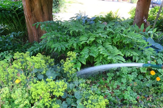 handwatering,watering plants in summer,July gardens