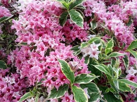 Variegated weigela 'Florida Variegata',May flowering shrub,hummingbird plant